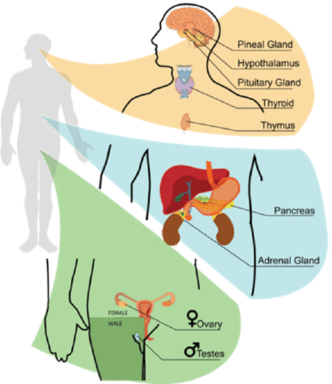 Endocrine Glands Overview