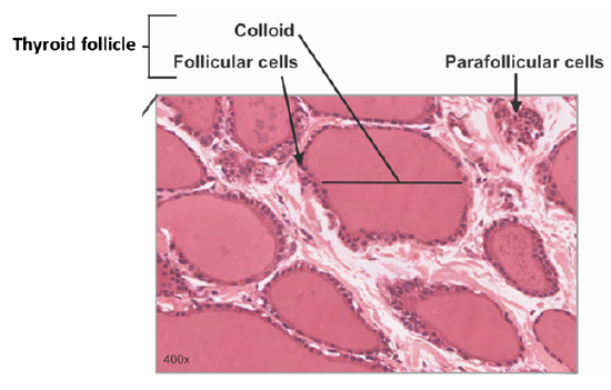 Thyroid histology