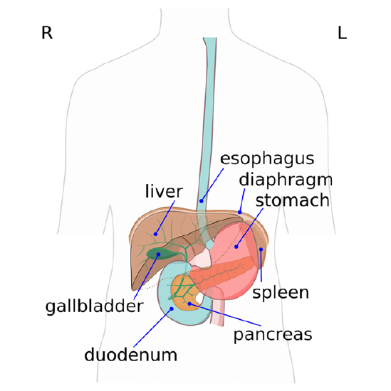 Pancreas behind stomach