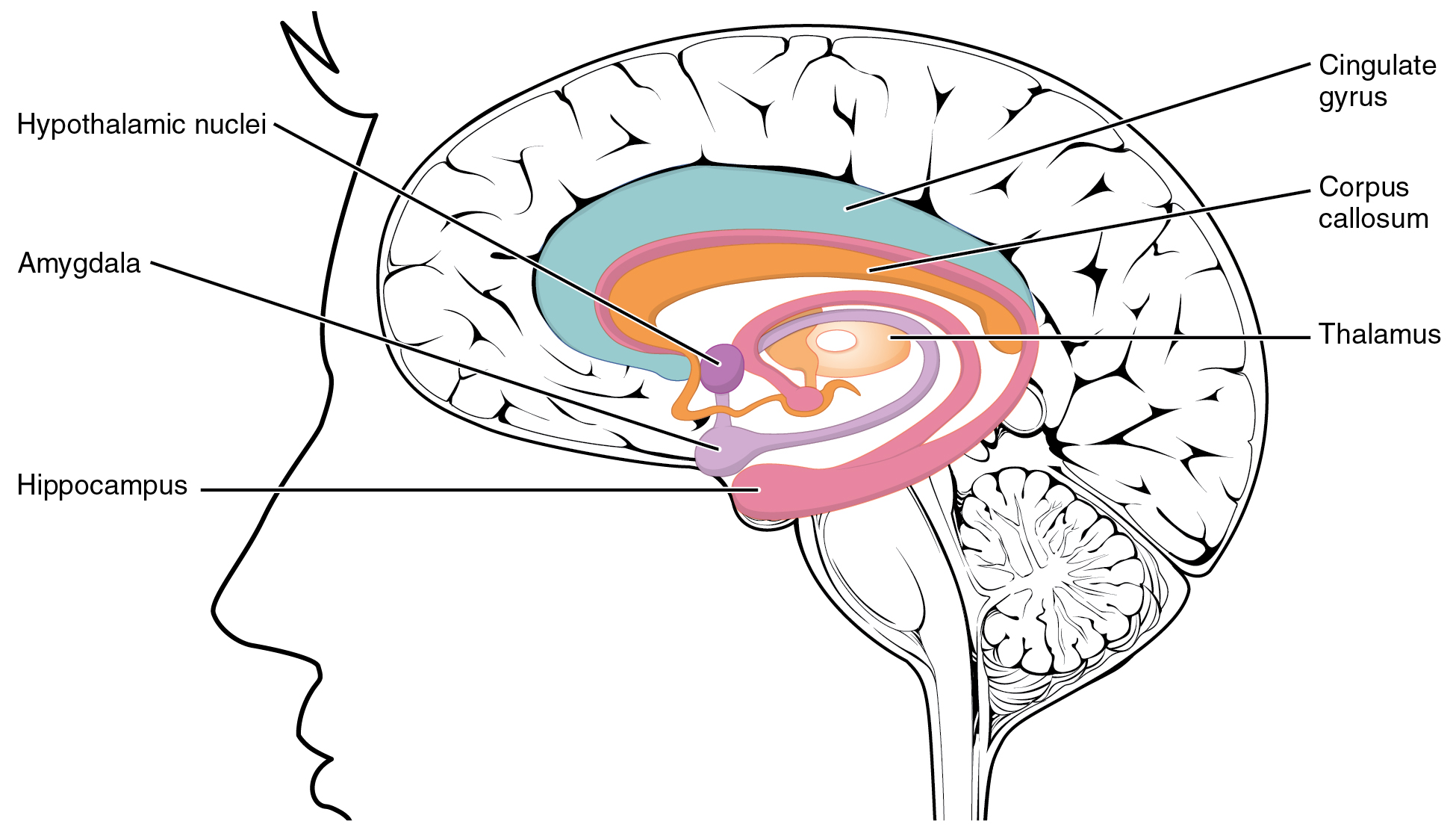 From superior: cingulate gyrus, corpus callosum, thalamus, hypothalamic nuclei, amygdala, hippocampus.