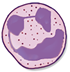 Neutrophil