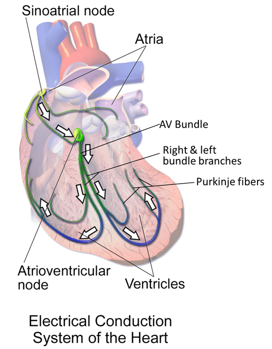 Conduction system
