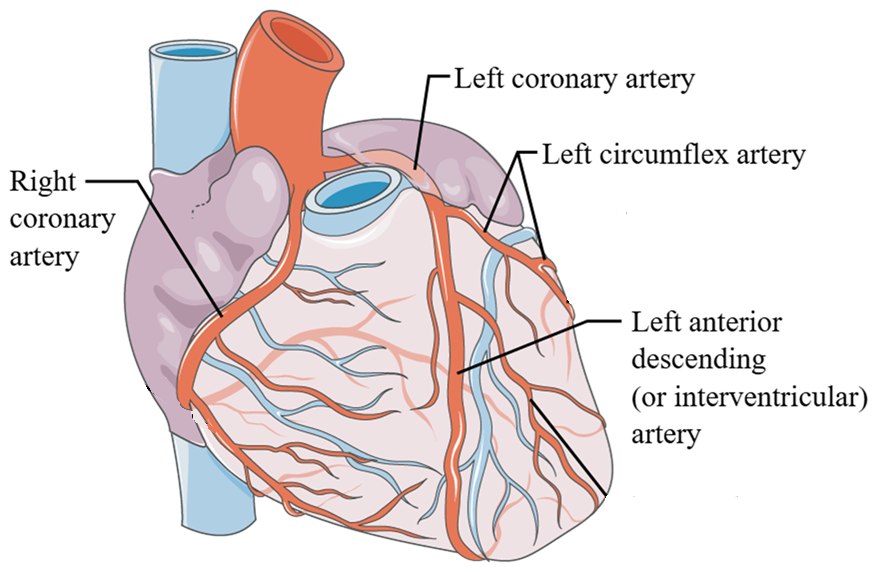 coronary vessels
