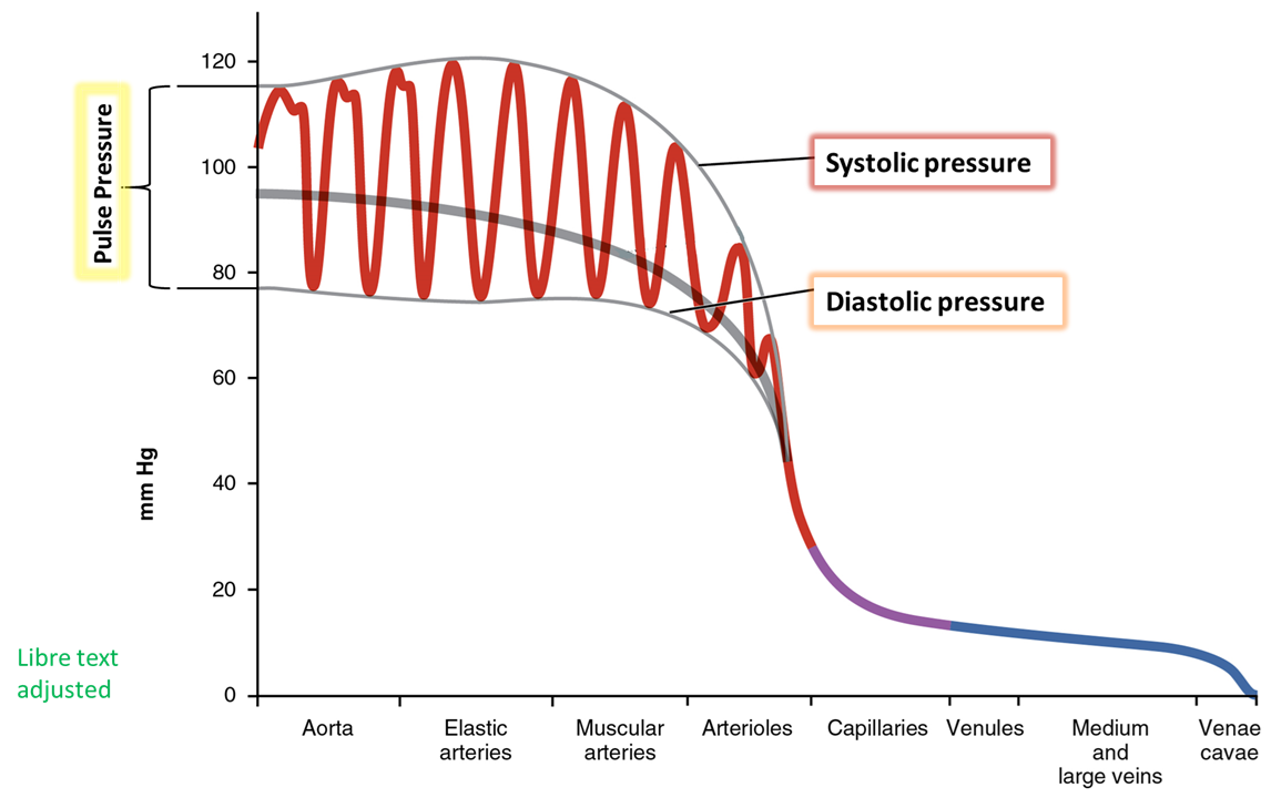 Systolic, Diastolic, and Pulse Pressures