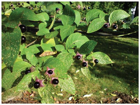 Belladona plant and its berries