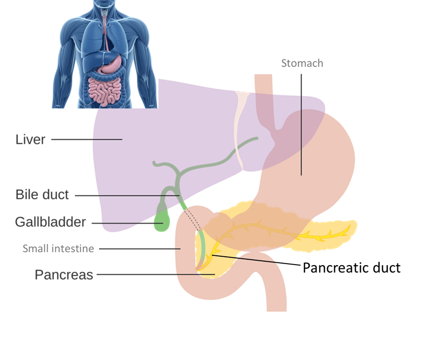 Liver, Pancreas, and Gall Bladder