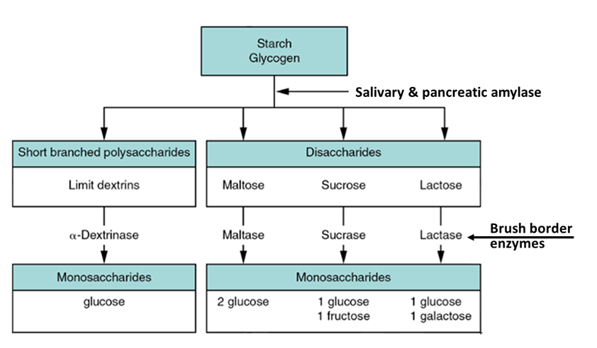 Carbohydrate digestion