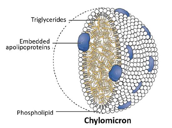 Chylomicron