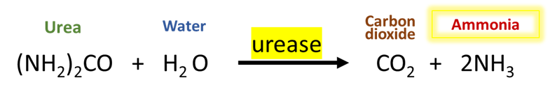 Action of urease