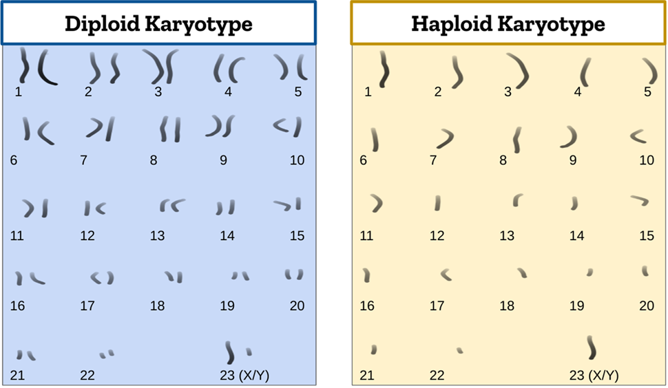 Diploid and Haploid