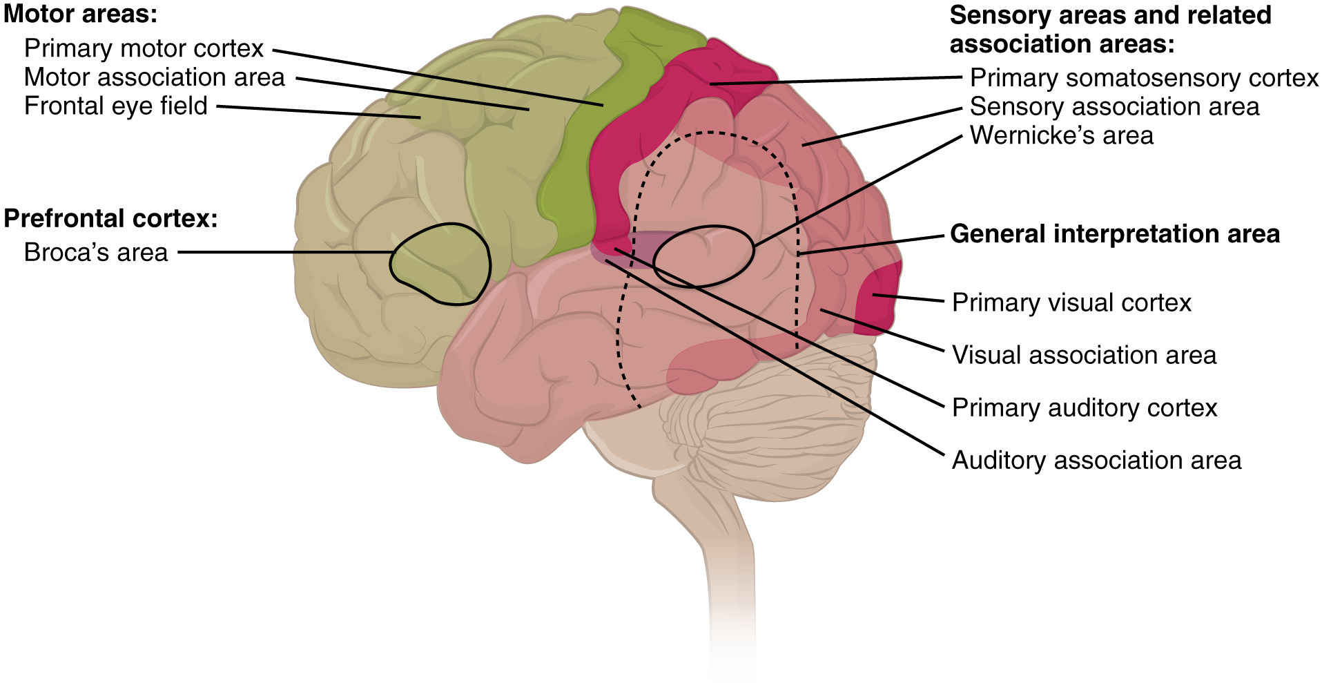 Primary, association and integration areas of the cerebral cortex are color-coded.