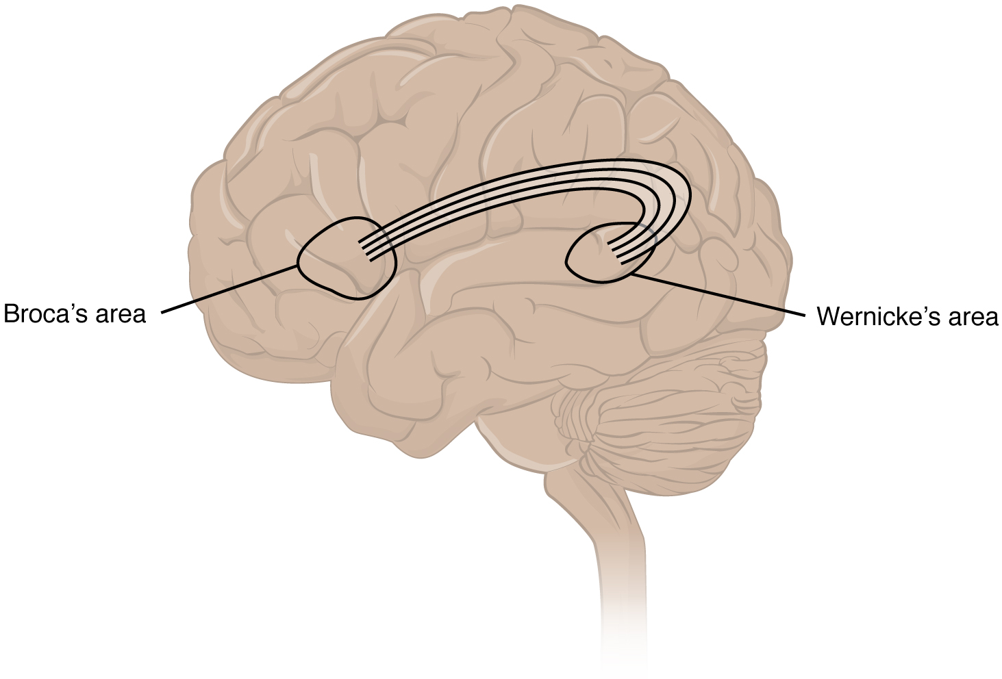 In left hemisphere, Wernicke's area (posterior) is connected to Broca's area (anterior) by tracts.