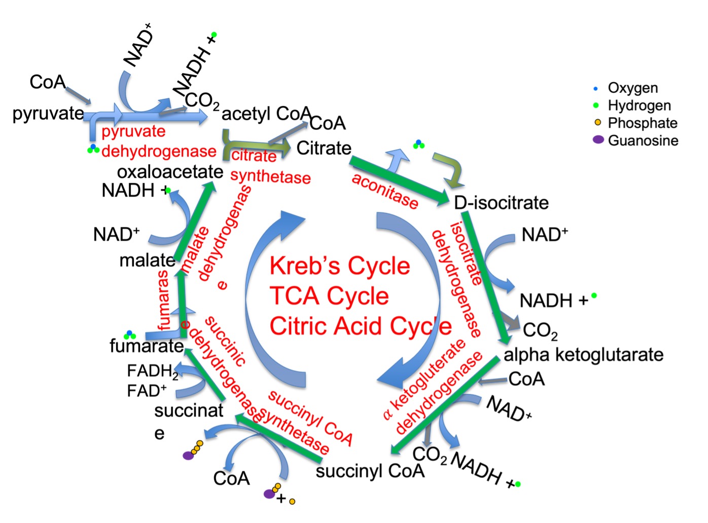 The Kreb's Cycle is also known as the tricarboxylic acid cycle or the citric acid cycle. It is a cycle because it begins with combination of a 2-carbon acetyl group in the form of acetyl CoA to a 4-carbon molecule (oxaloacetate) to form citric acid, a 6 carbon molecule. The subsequent sequence of reactions change citrate to oxaloacetate which can accept another acetate and continue the cycle. The sequence of reactions shown follow citrate to D-isocitrate, to alpha ketogluterate, to succinyl CoA, to succinate, to fumarate, to malate to oxaloacetate. This oxaloacetate binds another citrate to form citrate to begin the cycle again.