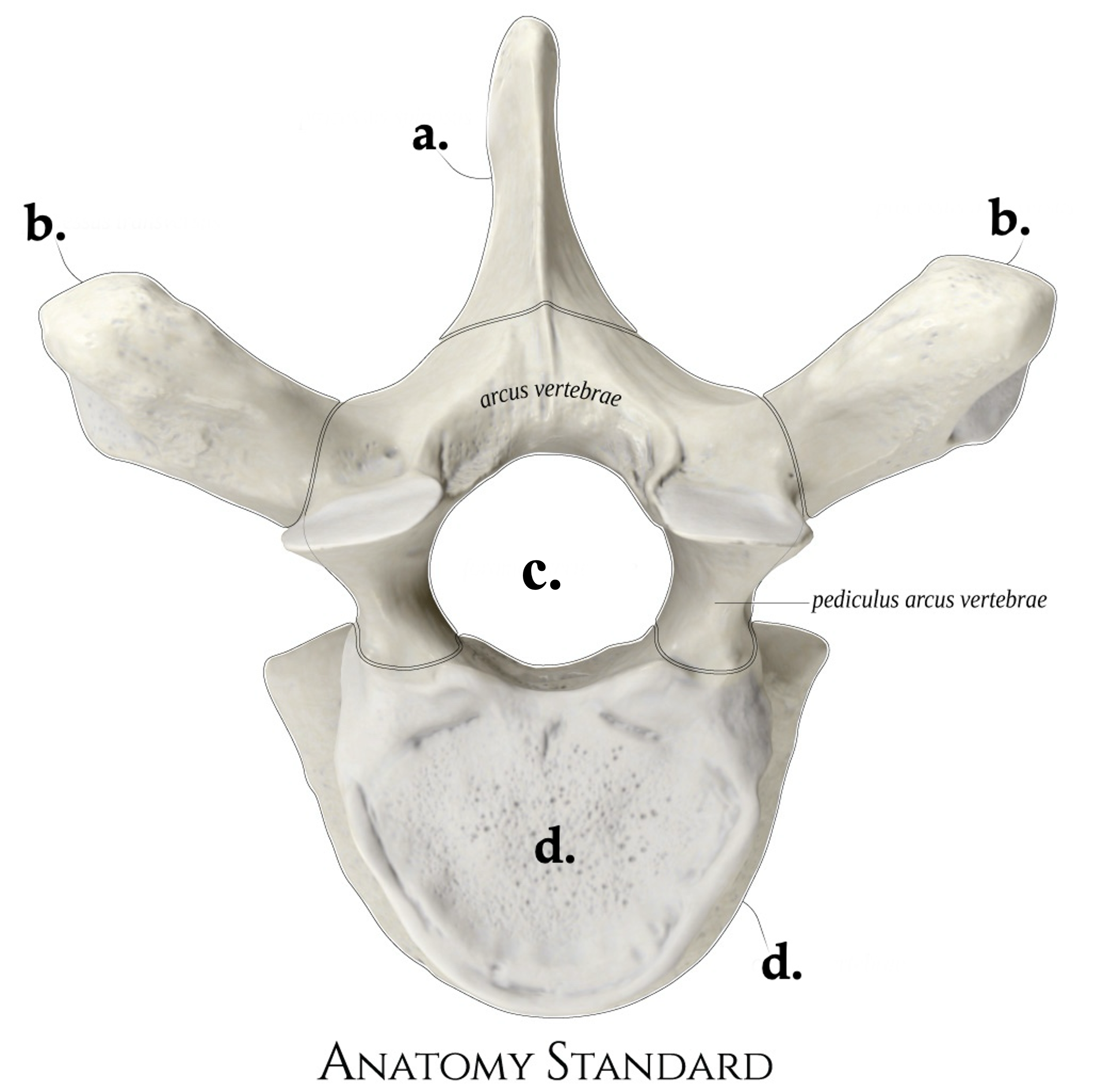 CORRECTEDvertebrae.png