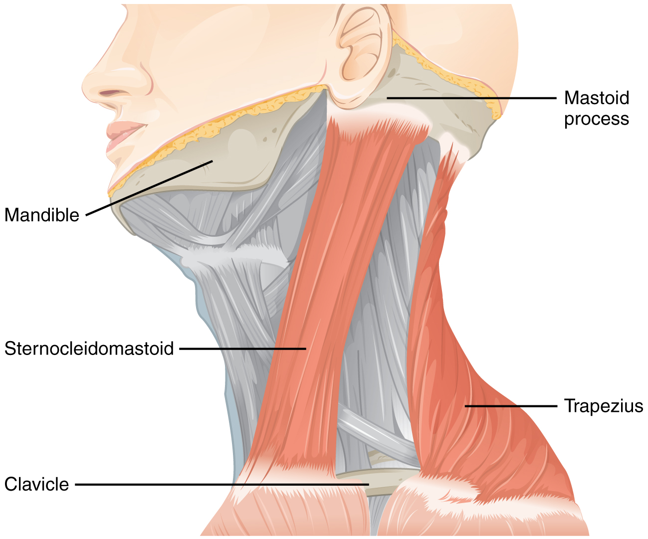 1610_Muscles_Controlled_by_the_Accessory_Nerve-02.jpg