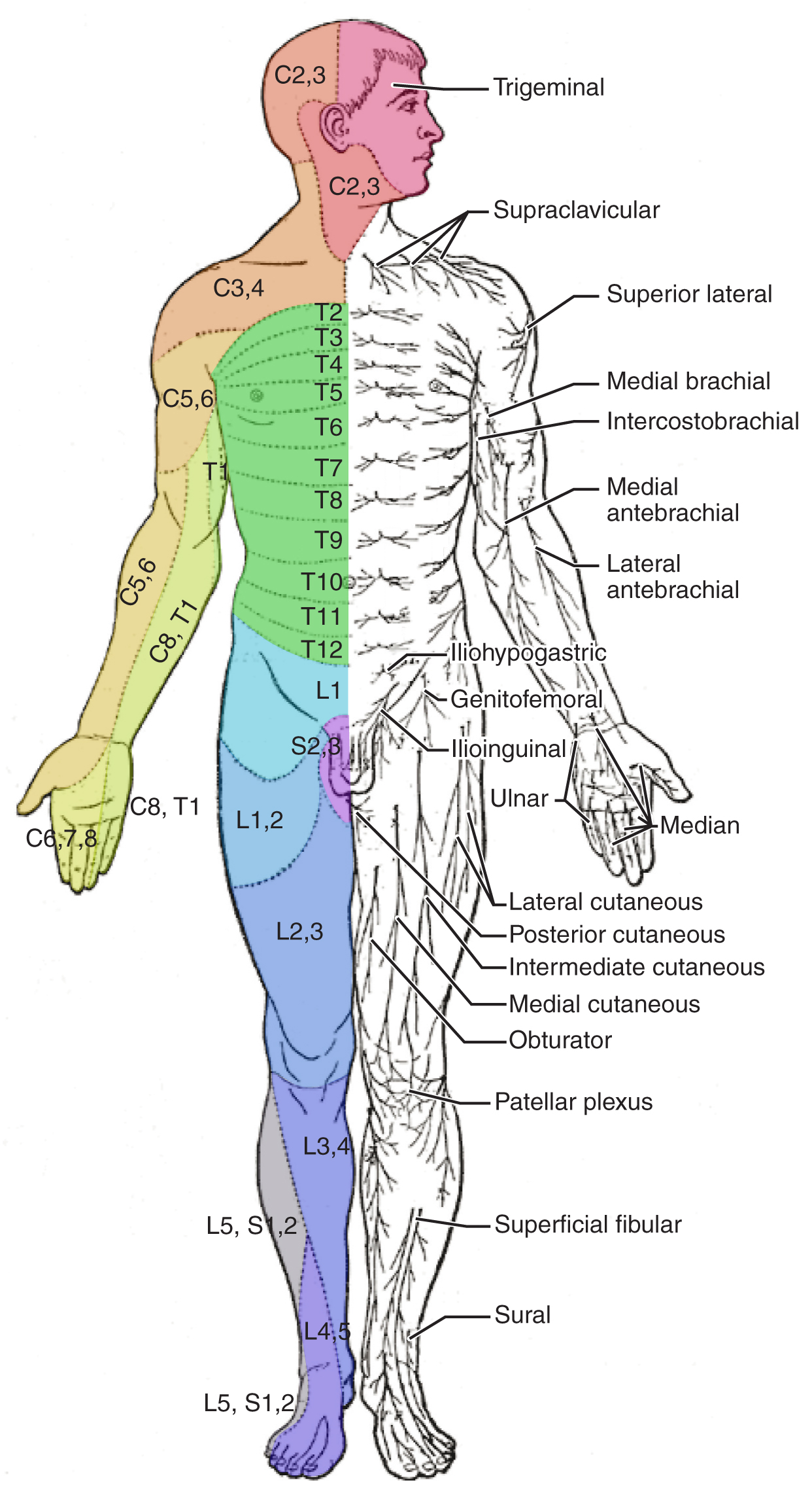 Body divided into regions based on spinal nerve innervation