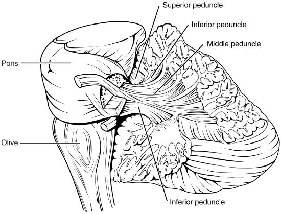 Pons and medulla oblongata are anterior and connected posteriorly to cerebellum through peduncles. 