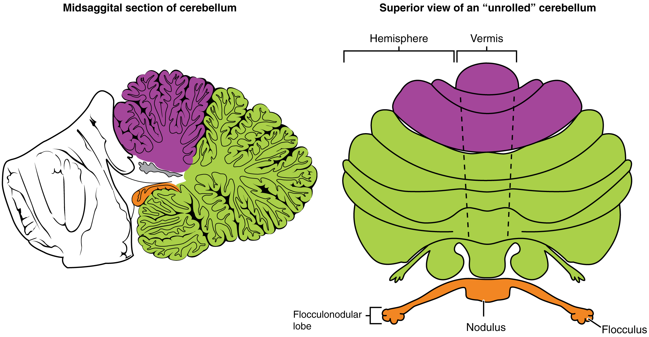 Midsagittal section on the left and superior view on the right with vermis and hemispheres.