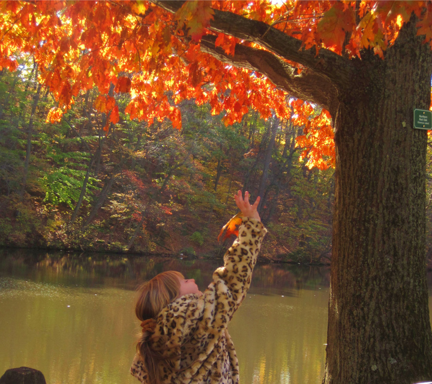 Young girl catching a falling leaf from a tree in the Fall.