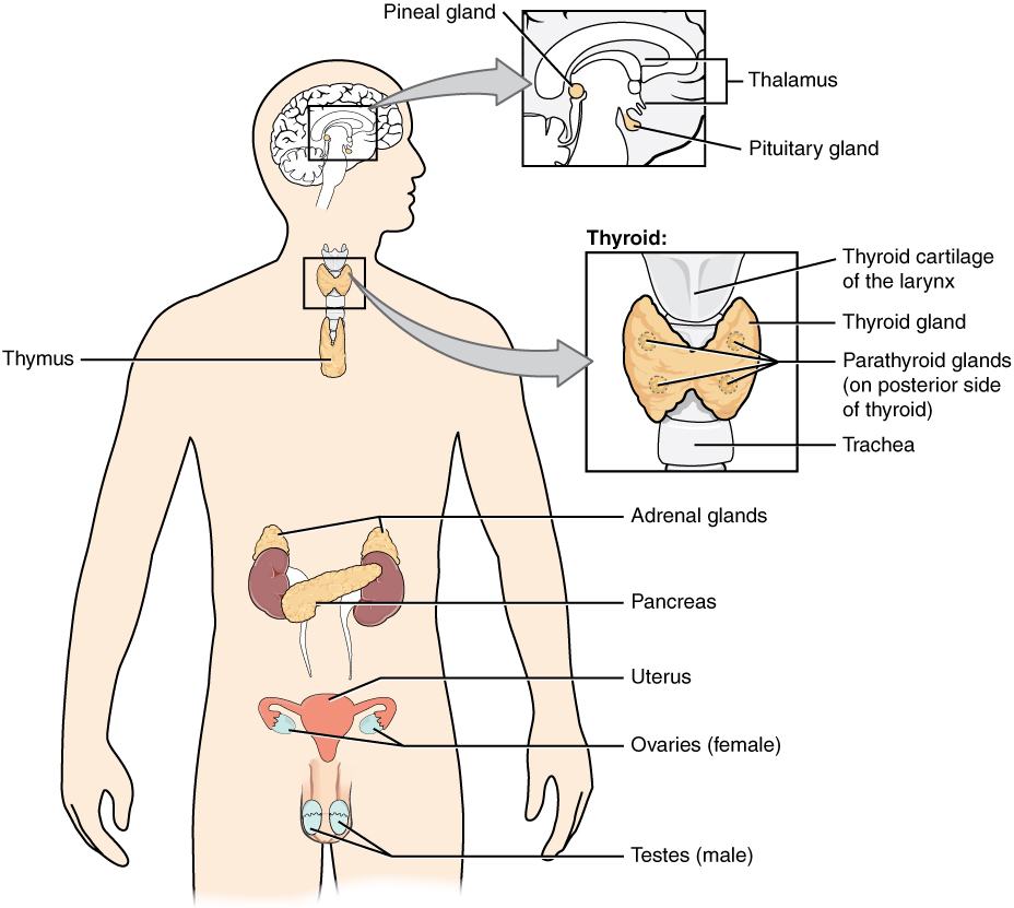 Diagram of the organs of the endocrine system.