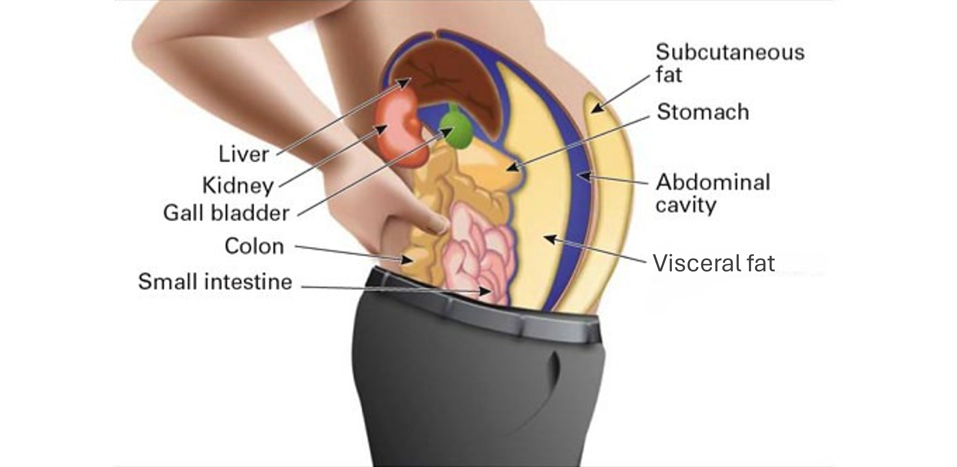 Fat In Organs 5.3: Functions of Lipids - Medicine LibreTexts