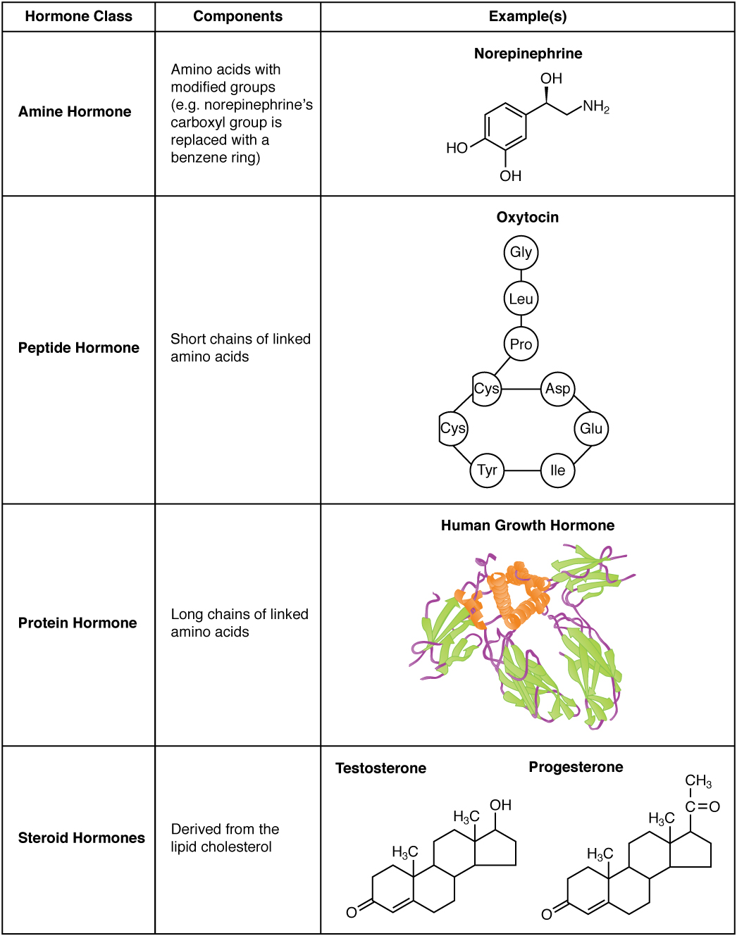 1802_Examples_of_Amine_Peptide_Protein_and_Steroid_Hormone_Structure.jpg