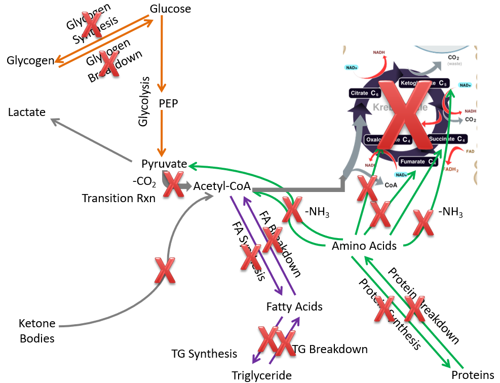Diagram illustrating metabolic pathways, showing various compounds and processes with red "X" marks indicating inhibition points.