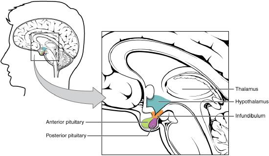 Hypothalamus-Pituitary-Adrenal Complex
