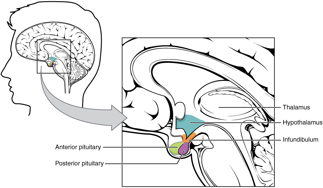 Diagram of Hypothalamus-Pituitary Complex. The pituitary gland is connected to the hypothalamus via the infundibulum.