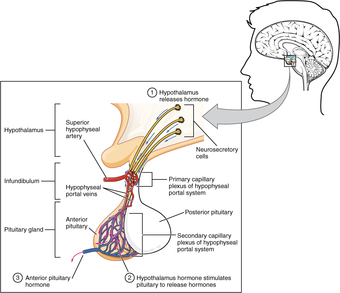 1808_The_Anterior_Pituitary_Complex.jpg