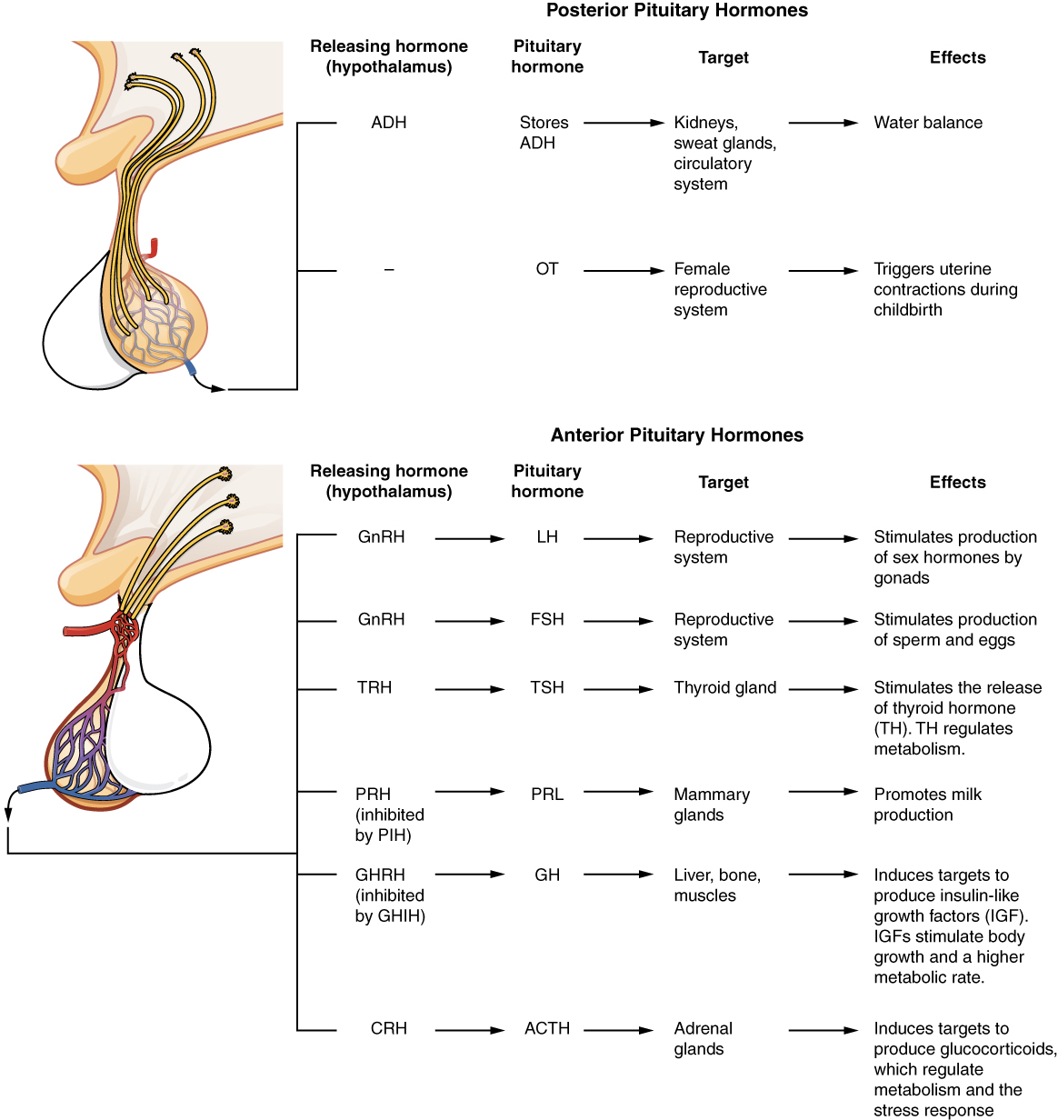 Summary of Hormones Secreted by the Pituitary Gland and their Effects
