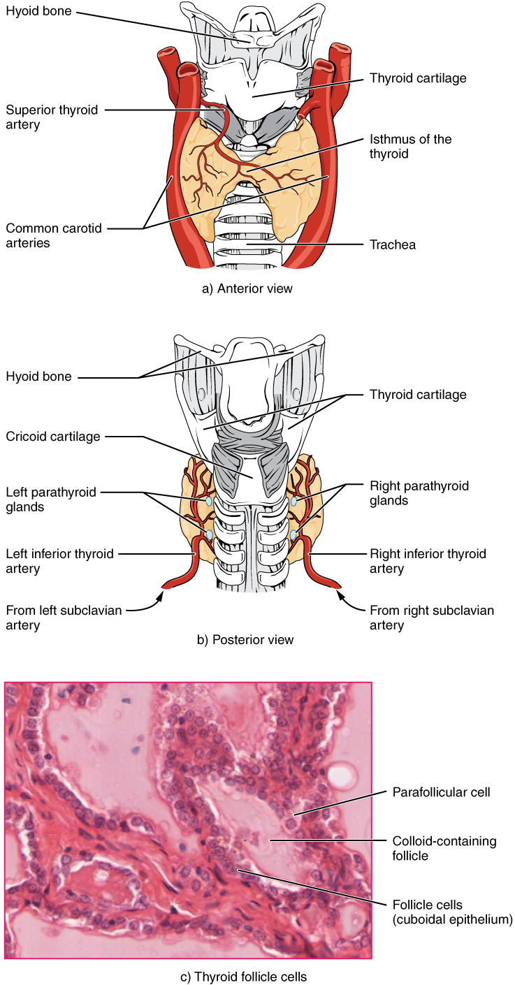 Gross and Histological Anatomy of the Thyroid Gland