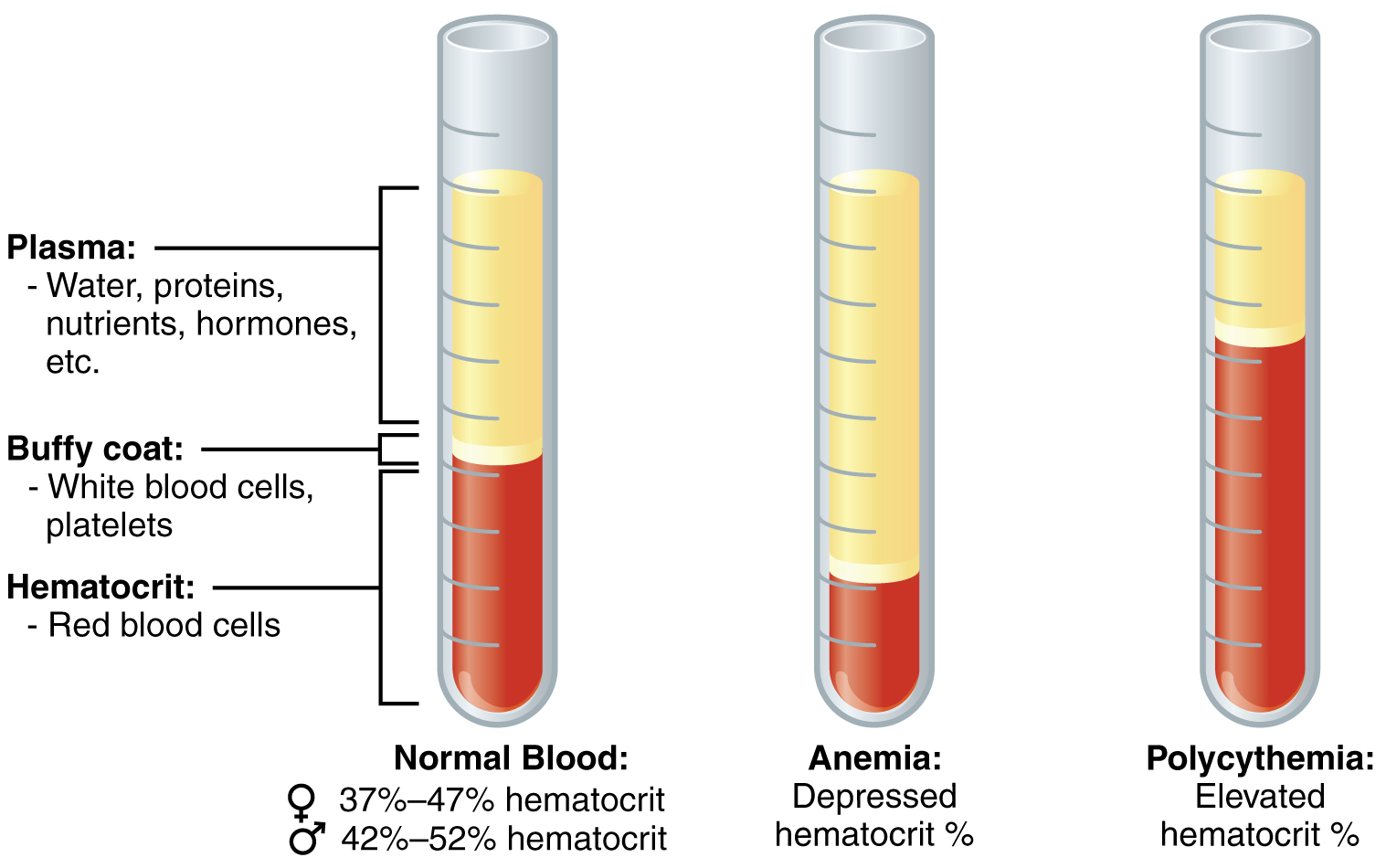 Whole blood separates by centrifugation into red blood cells comprising just under half the sample at the bottom, a thin line called the buffy coat containing the white blood cells and platelets in the middle, and the plasma comprising just over half at the top of the sample.  Also depicted are a sample with significantly fewer red blood cells than is considered normal (indicating anemia) and a sample with significantly more red blood cells than is considered normal (indicating polycythemia).