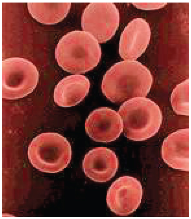 1903_Shape_of_Red_Blood_Cells.jpg