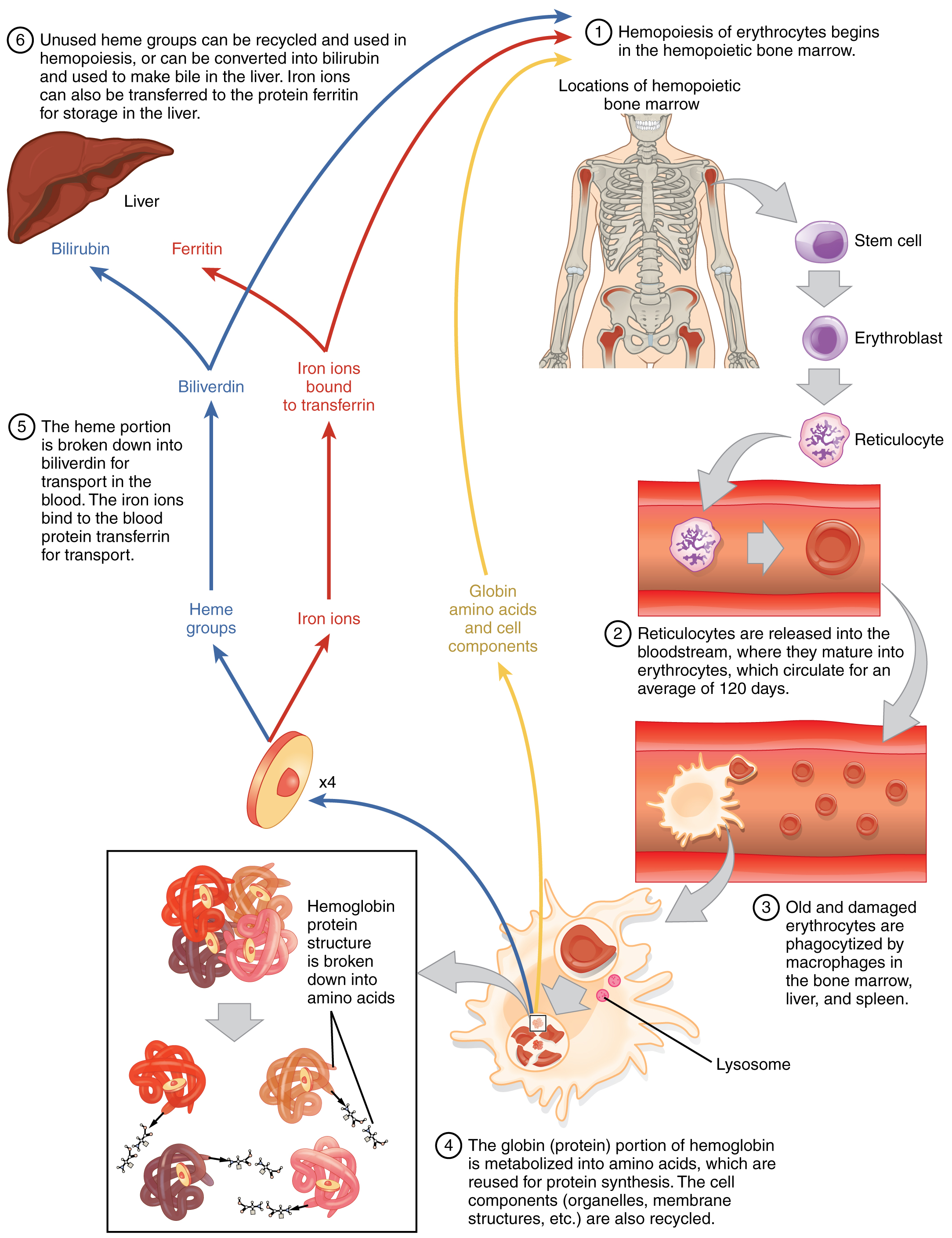 Flow diagram depicting the life cycle of a red blood cell.