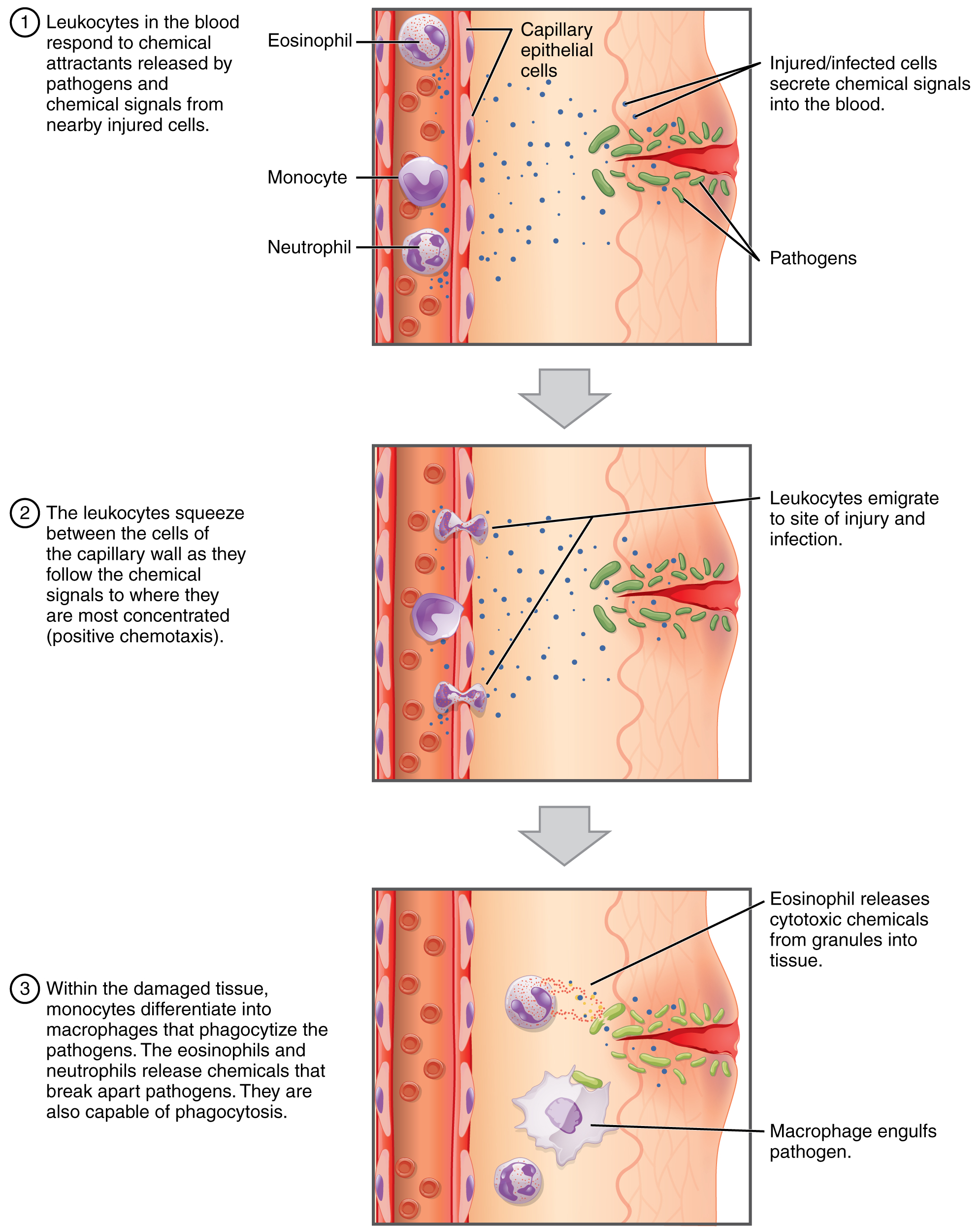 The process of emigration (or diapedesis) is diagrammed. While blood flows through an area, white blood cells are able to move more slowly along the vessel walls and can squeeze between adjacent endothelial cells to exit capillaries. Sometimes this occurs so a leukocyte may travel to its final destination in the body's tissues and other times this occurs when a leukocyte responds to a chemical message summoning it to the site of an injury or infection.