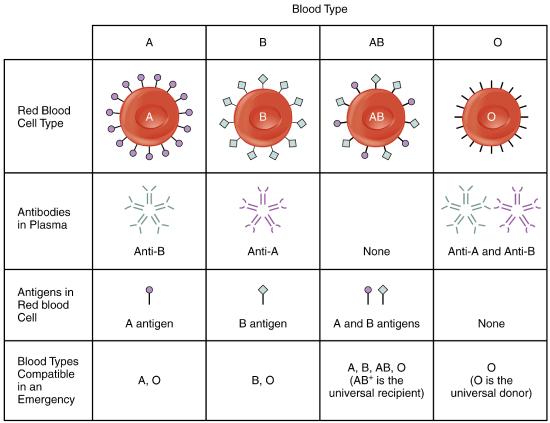 Antigen, antibodies and ABO blood group types