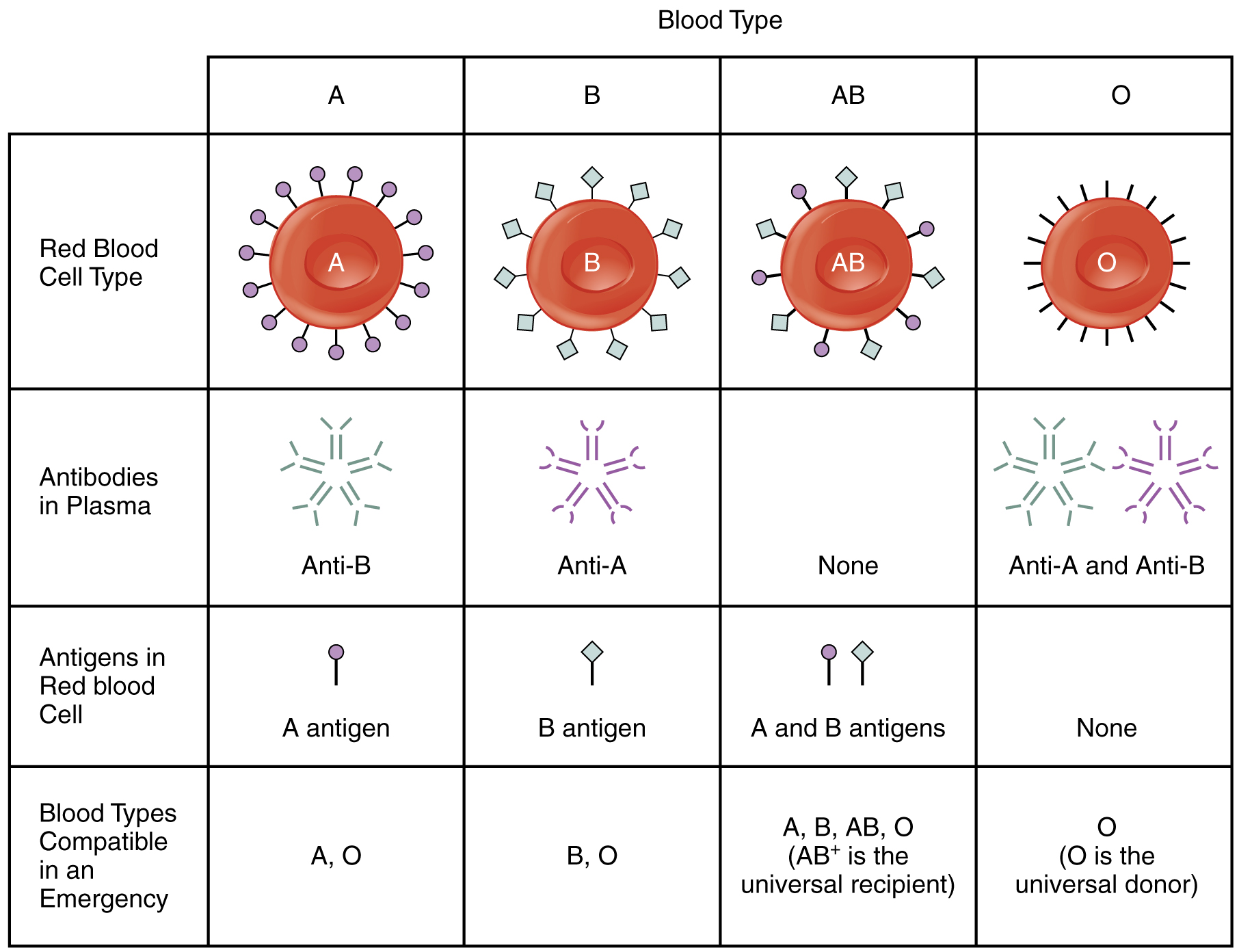 Table summarizing the characteristics of each ABO blood type including which antigen(s) (if any) are present on the surface of red blood cells, which antibodies circulate in the blood plasma, which blood types can be safely received, and to which blood types the blood can be safely donated.