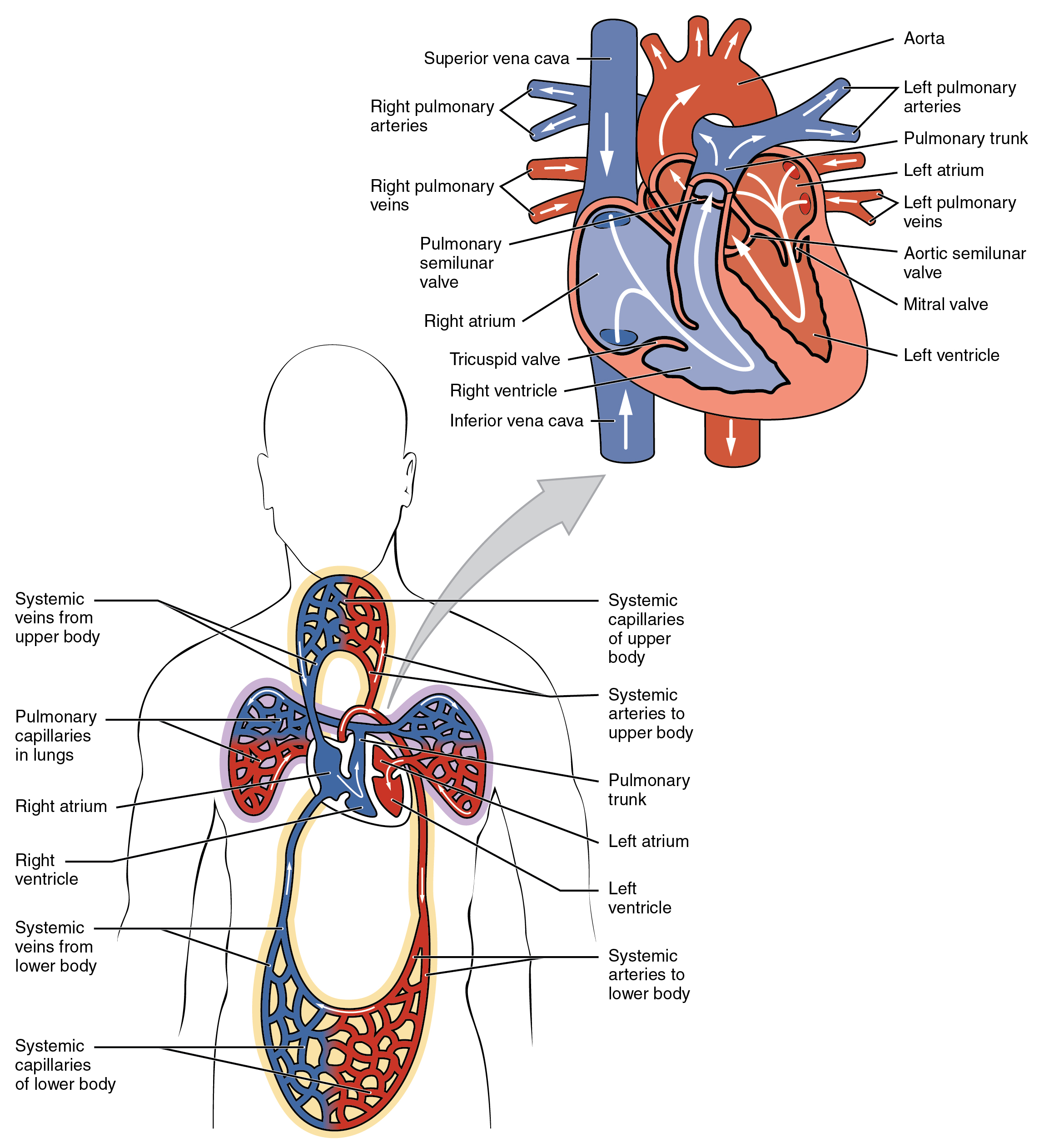 Labeled diagrams showing the flow of blood in the two major circuits of blood flow in the human Body. In the pulmonary circuit, blood flows from the right side of the heart to the lungs to pick up oxygen and returns to the left side of the heart. In the systemic circuit, blood flows from the left side of the heart to deliver oxygen to the tissues of the body and returns to the right side of the heart.
