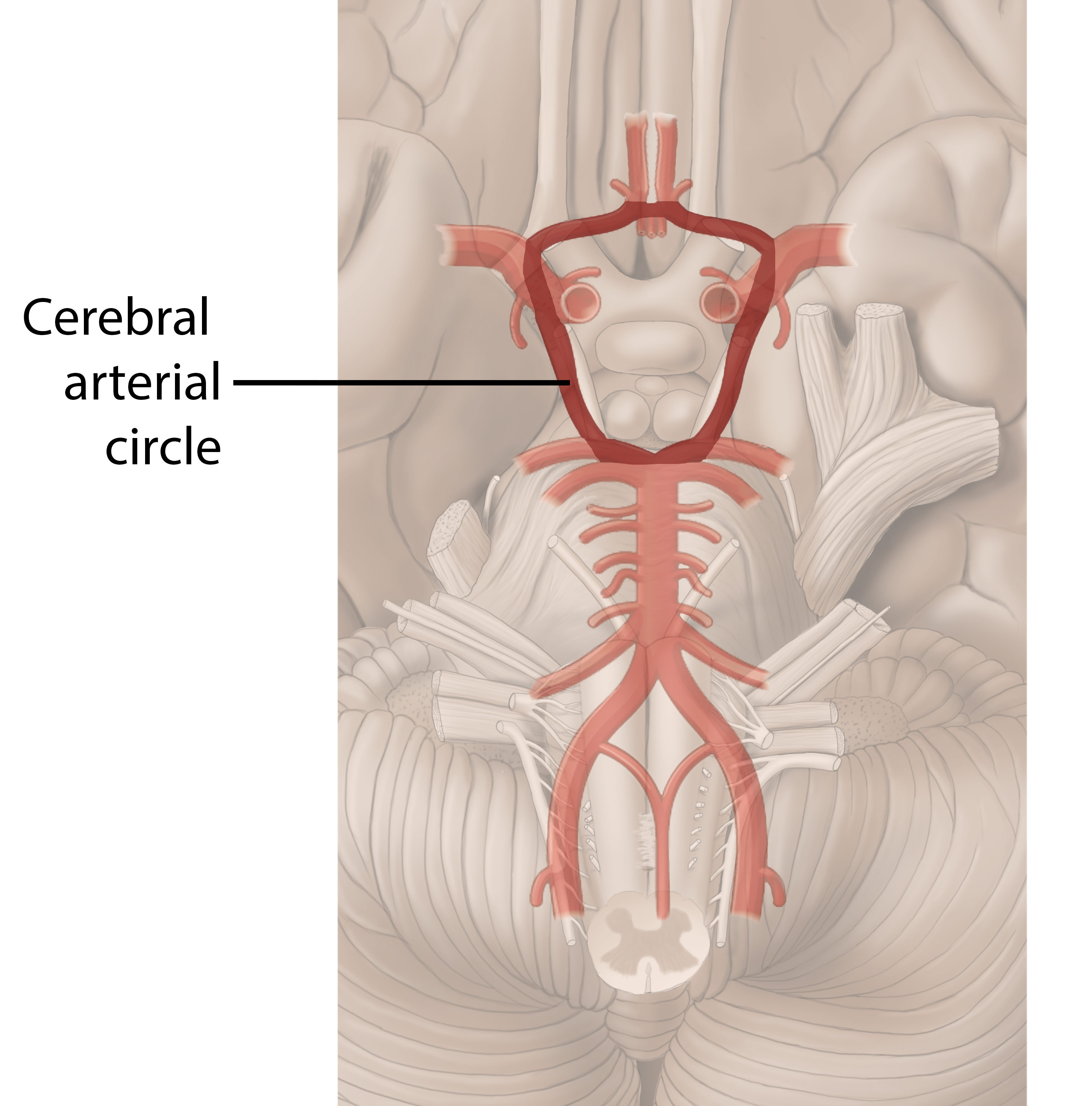 Cerebral Arterial Circle.png