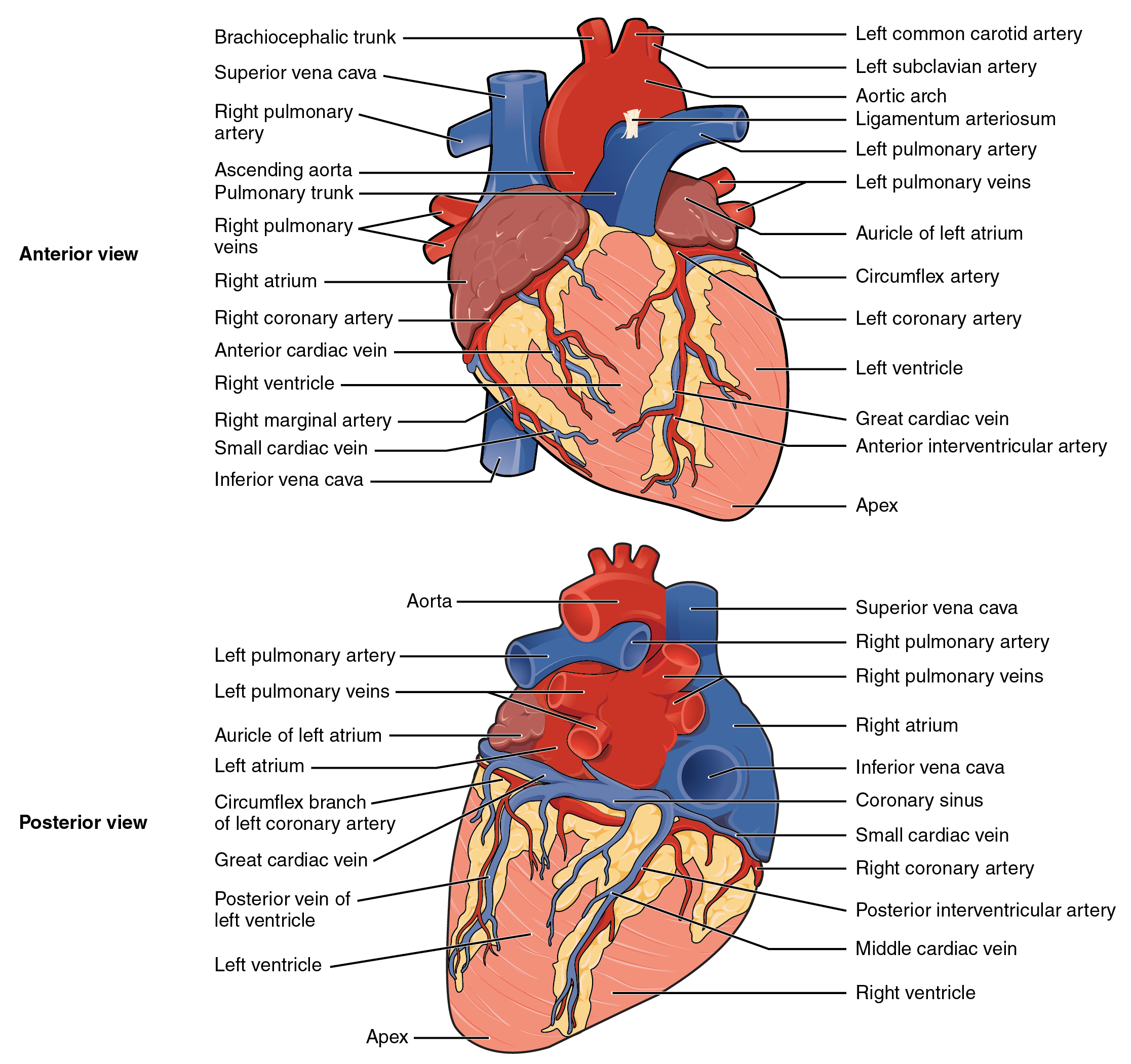 Labeled diagrams of the superficial anatomy of the heart with anterior and posterior views.
