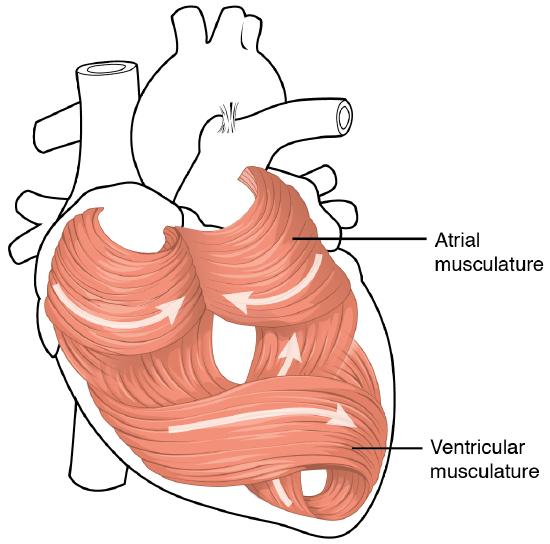 Diagram of the spiral arrangement of cardiac muscle that forms figure 8 patterns around the atria, around the roots of the great vessels, and around the ventricles.
