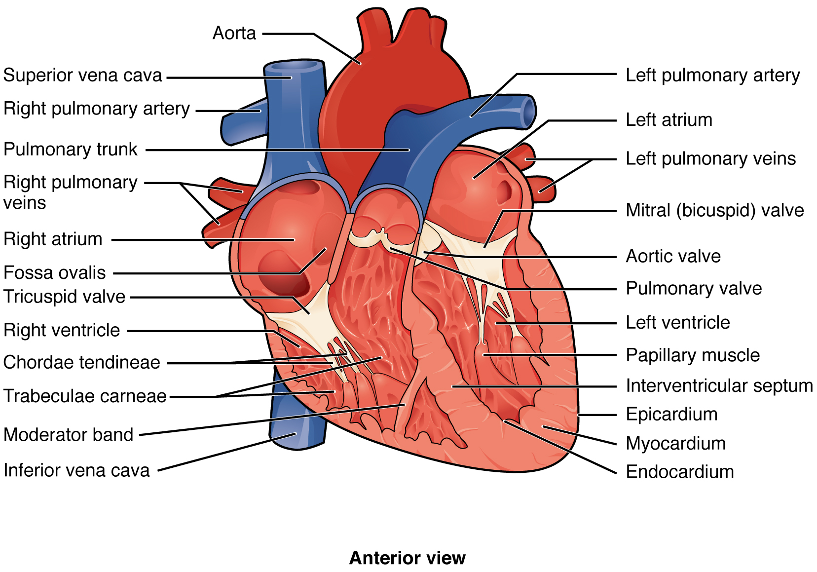 Labeled diagram of the internal anatomy visible in an anterior view of a frontal section of the heart.