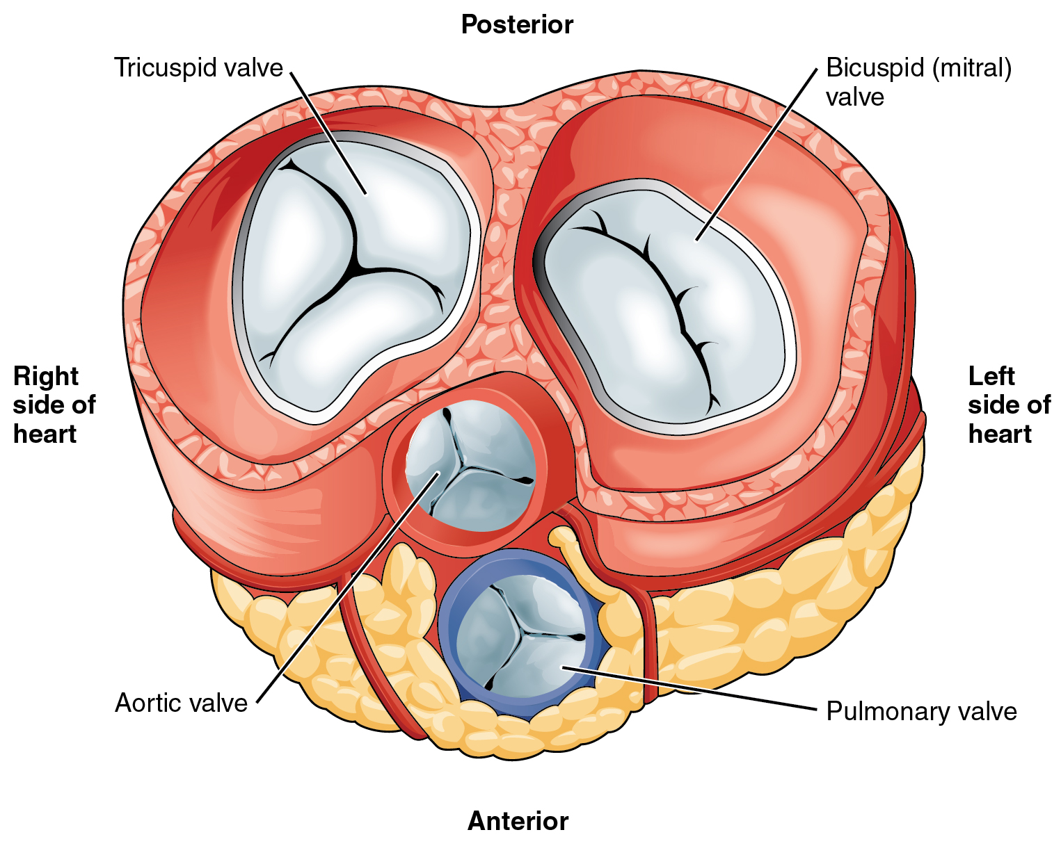 Labeled diagram of transverse section of heart showing the position of all four heart valves anchored in cardiac skeleton. In the anterior half of the heart are the semilunar valves. The anterior-most valve is the pulmonary valve with the aortic valve just posterior to it. In the posterior half of the heart are the atrioventricular valves: tricuspid valve on the right and the mitral valve on the left.