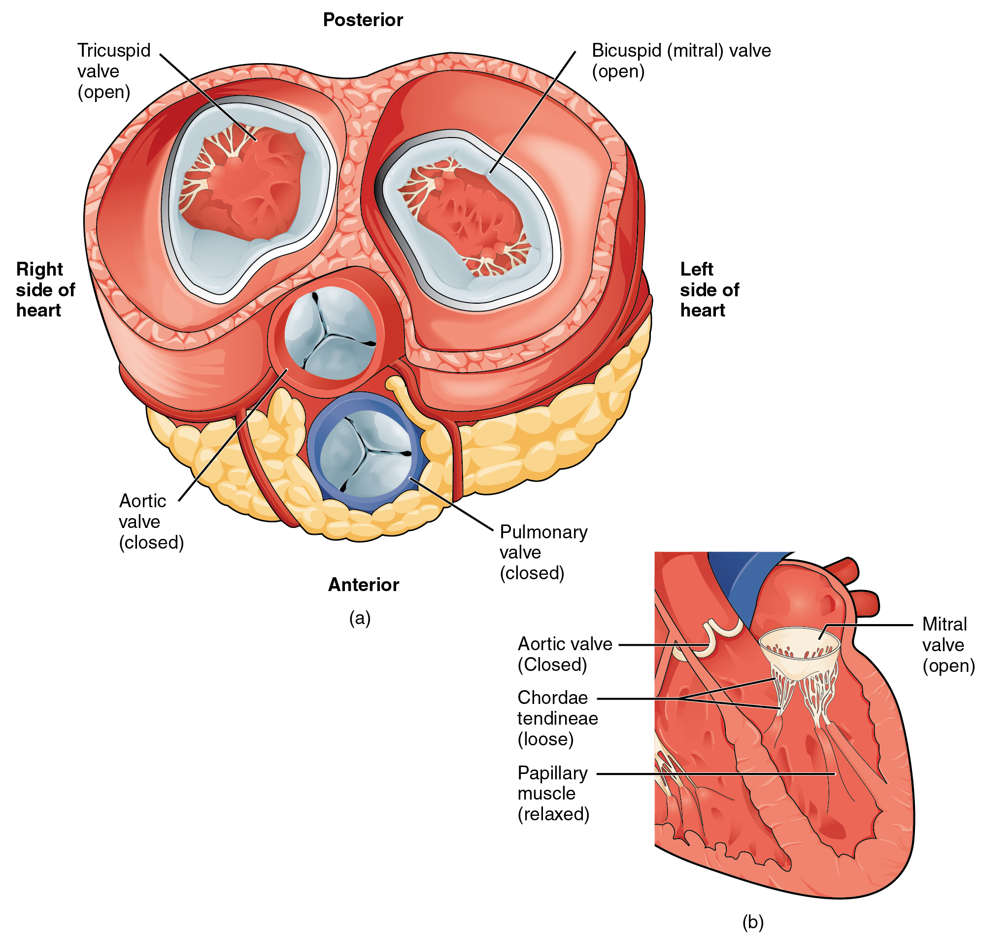 Labeled diagrams of transverse and frontal sections of the heart showing that when the ventricles are relaxed the atrioventricular valves are open and the semilunar valves are closed..   