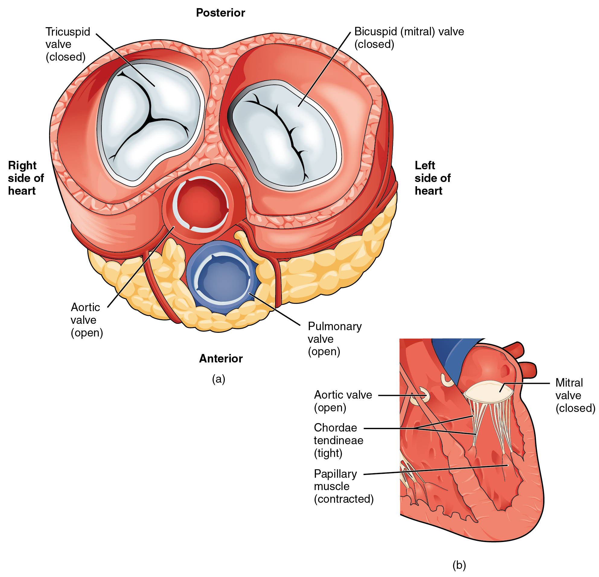 Labeled diagrams of transverse and frontal sections of the heart showing that when the ventricles contract the atrioventricular valves are closed and the semilunar valves are open.  