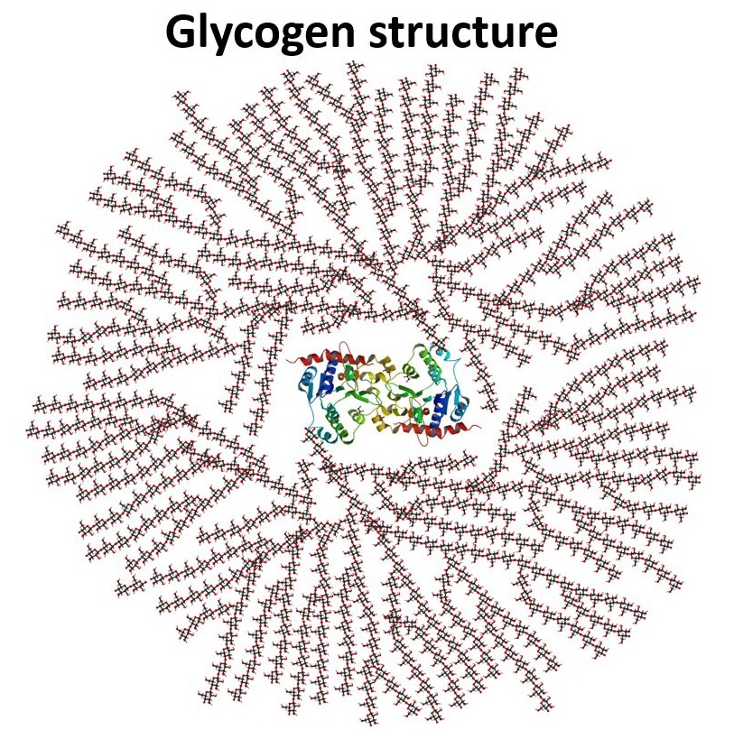 Diagram of glycogen structure with branching chains, labeled "Glycogen structure" at the top.