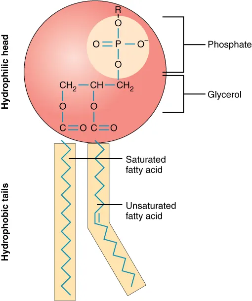 Diagram of a phospholipid; labels include hydrophilic head (phosphate and glycerol) and hydrophobic tails (saturated and unsaturated fatty acids).