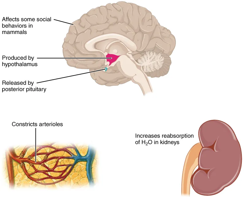 Diagram illustrating the effects of a hormone on social behaviors, kidney function, and blood vessel constriction, with brain and kidney images.