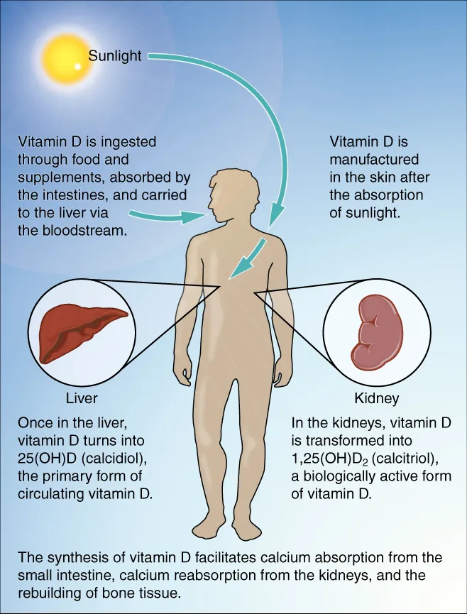Diagram illustrating vitamin D synthesis: sunlight, liver, and kidneys, detailing the processes of vitamin D absorption and transformation.